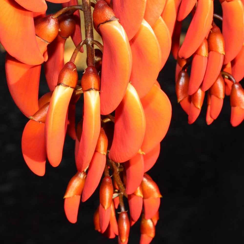 Photography Peppers 8 X 10 print.